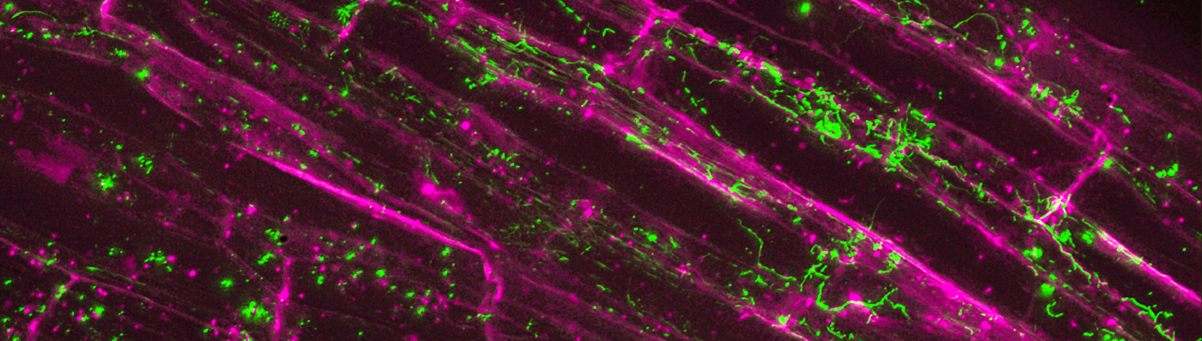 microscopy